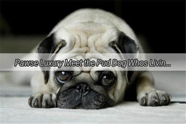 Pawse Luxury Meet the Pud Dog Whos Living the HighLife with a Royal Breakfast